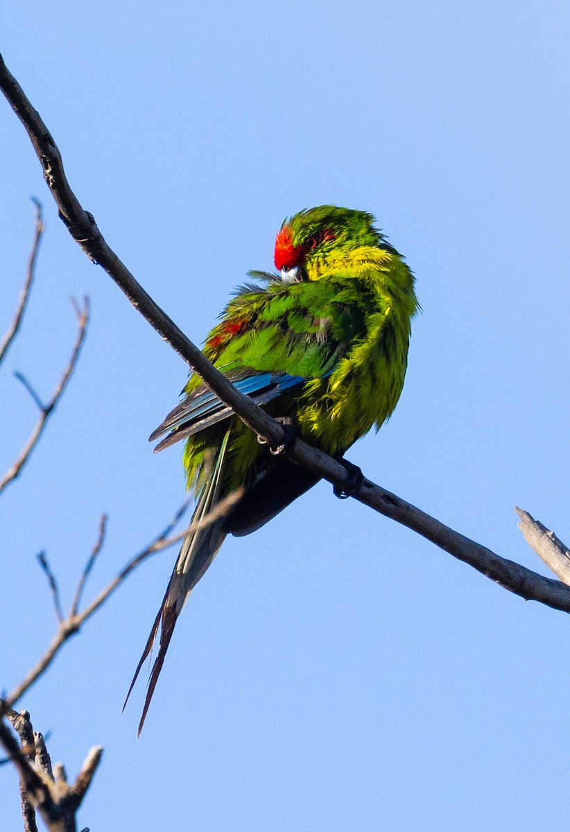 New Caledonian Parakeet - David Barton