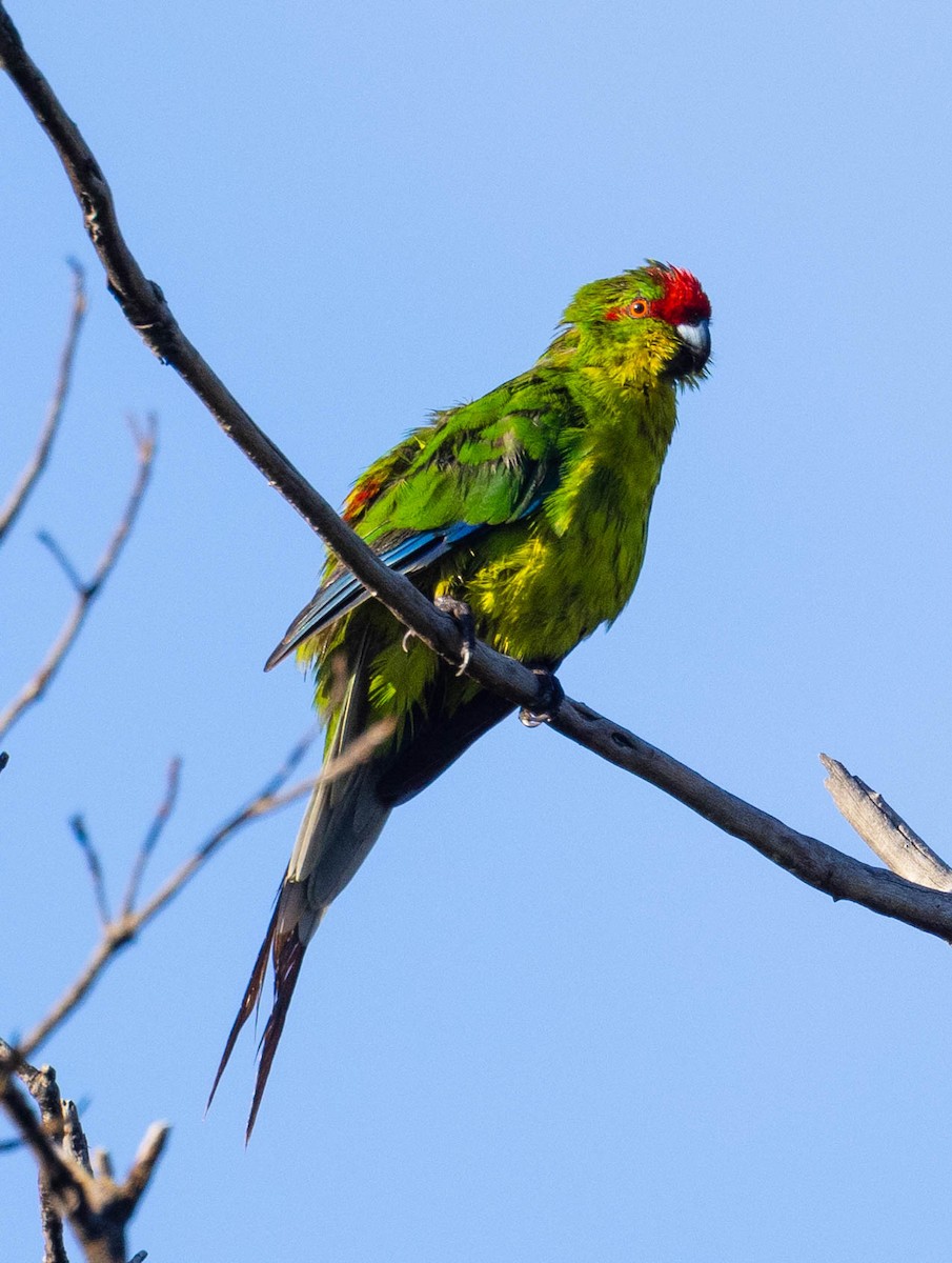 New Caledonian Parakeet - ML561692131