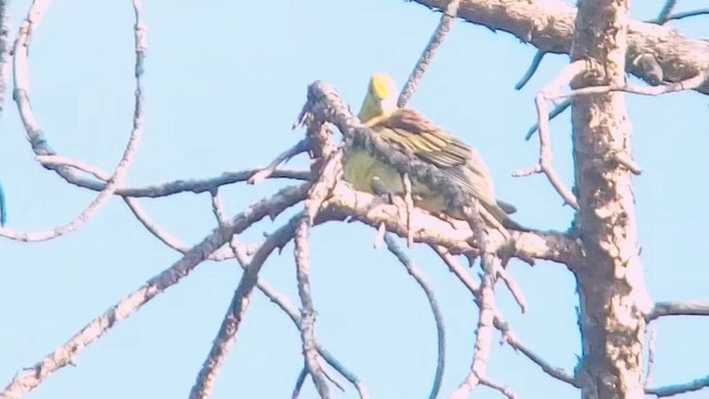 Wedge-tailed Green-Pigeon - ML561693481
