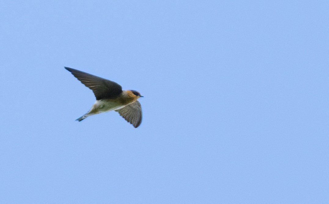 Cave Swallow - ML561695711