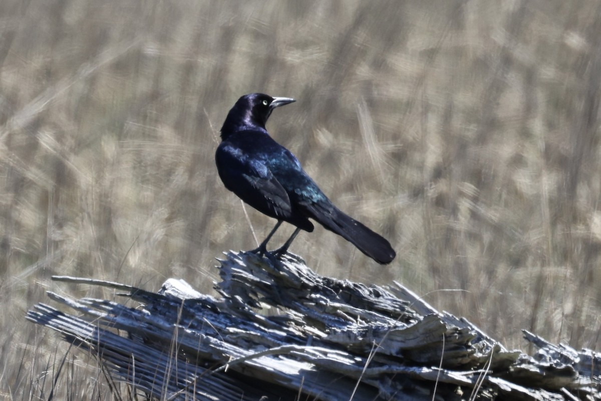 Boat-tailed Grackle - ML561696491