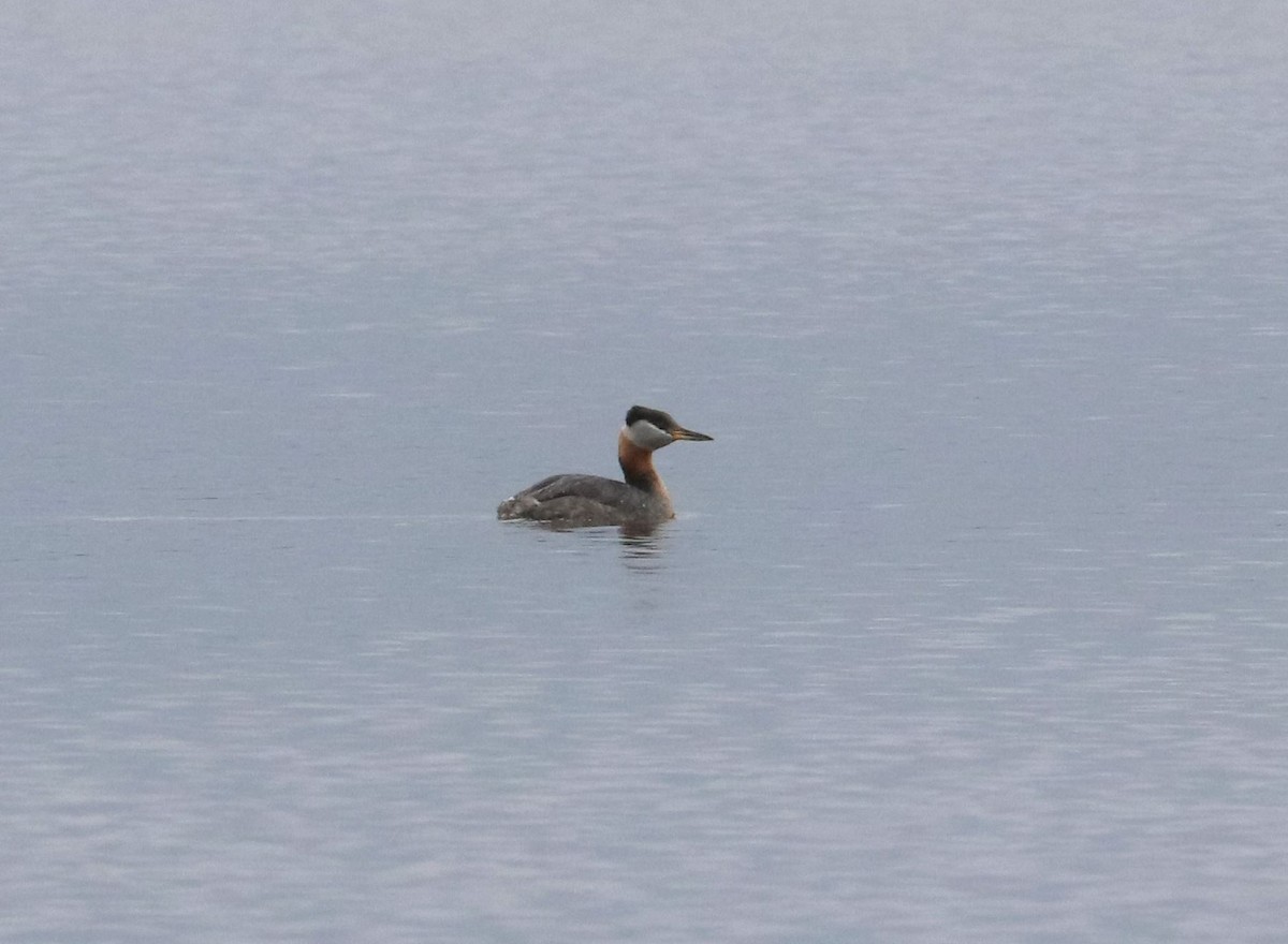 Red-necked Grebe - ML561698501