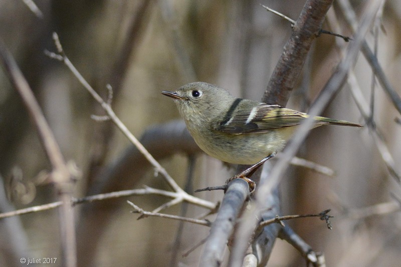 Ruby-crowned Kinglet - Julie Tremblay (Pointe-Claire)