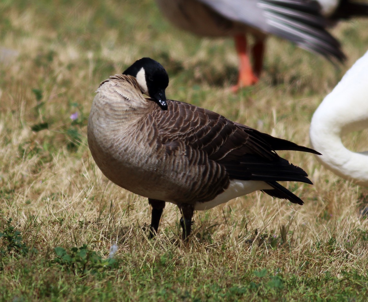 Cackling Goose (Aleutian) - ML56170811