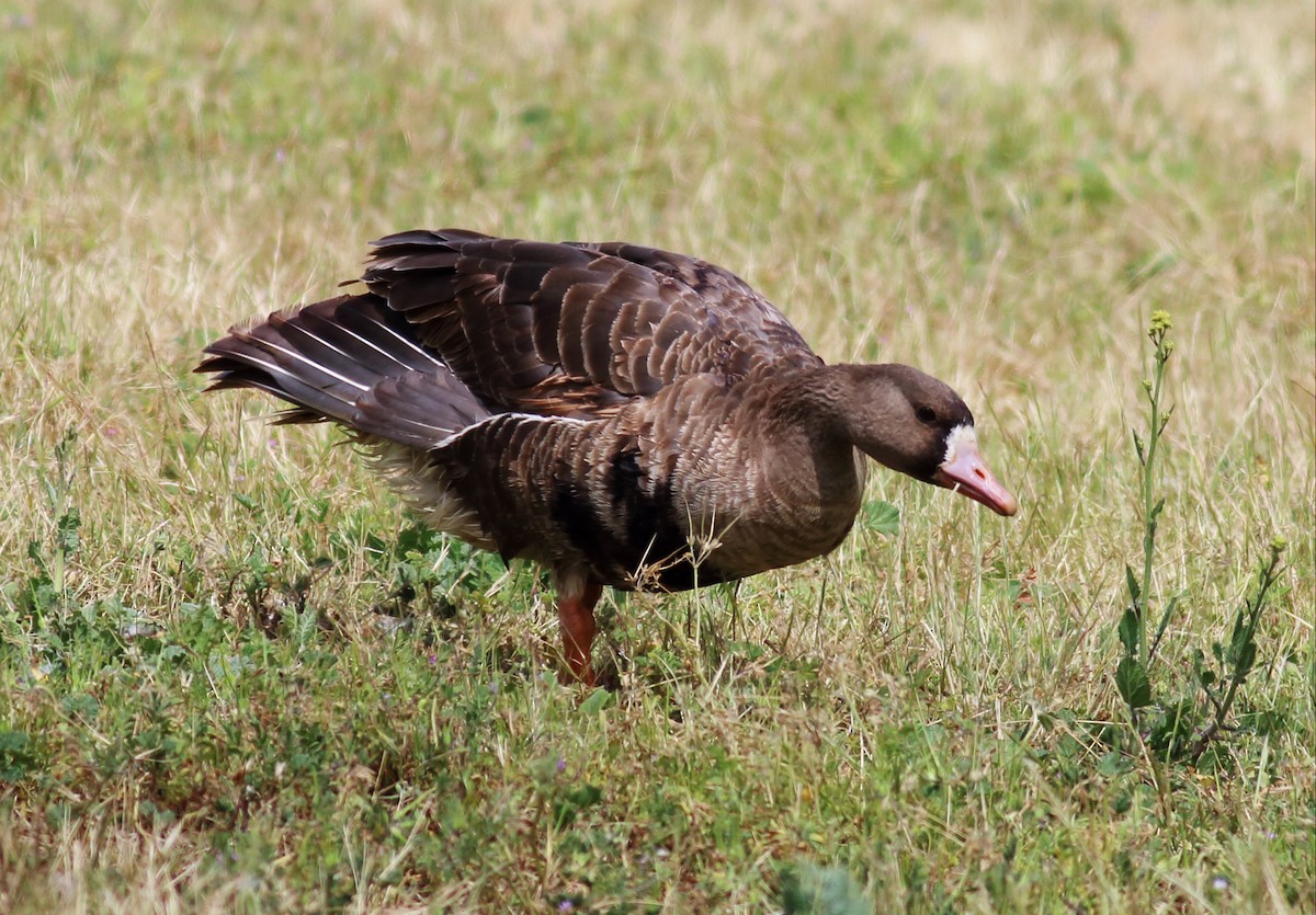 Greater White-fronted Goose (Western) - ML56170831