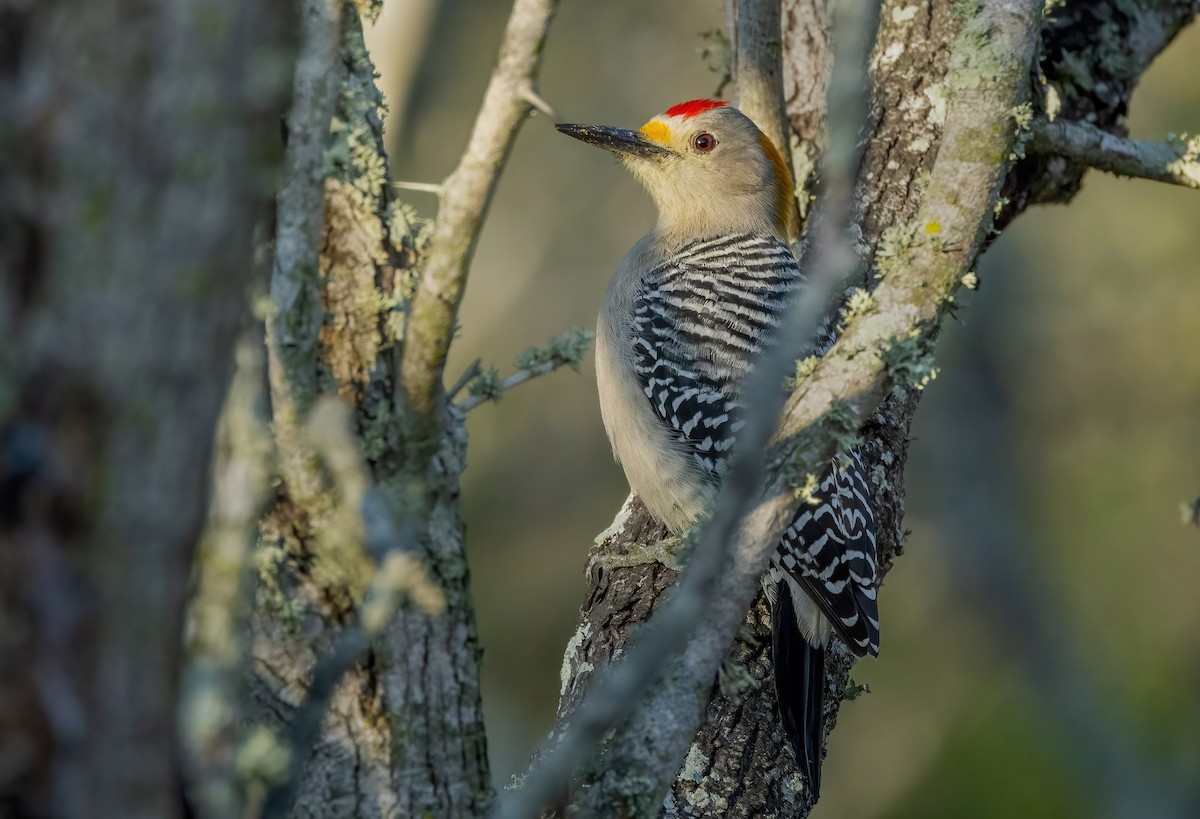 Golden-fronted Woodpecker - ML561708571