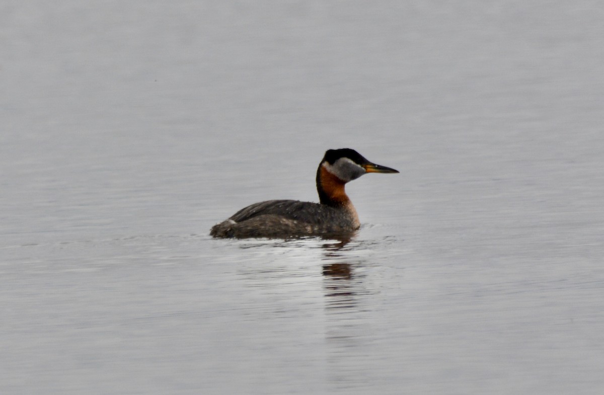Red-necked Grebe - ML561709571