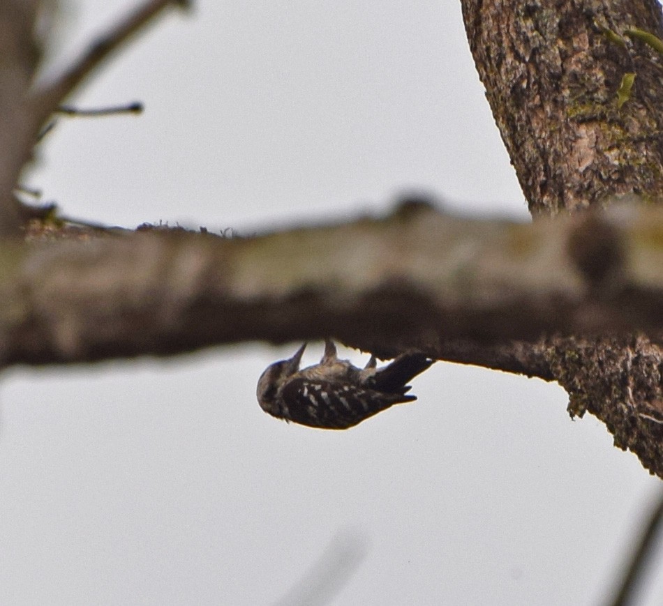 Gray-capped Pygmy Woodpecker - John Bruin