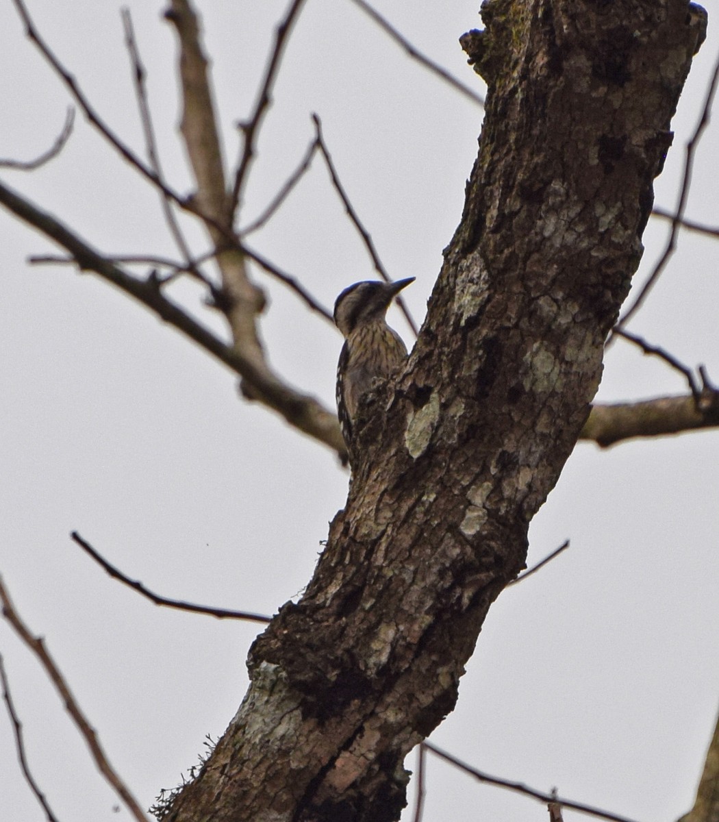 Gray-capped Pygmy Woodpecker - ML56171101