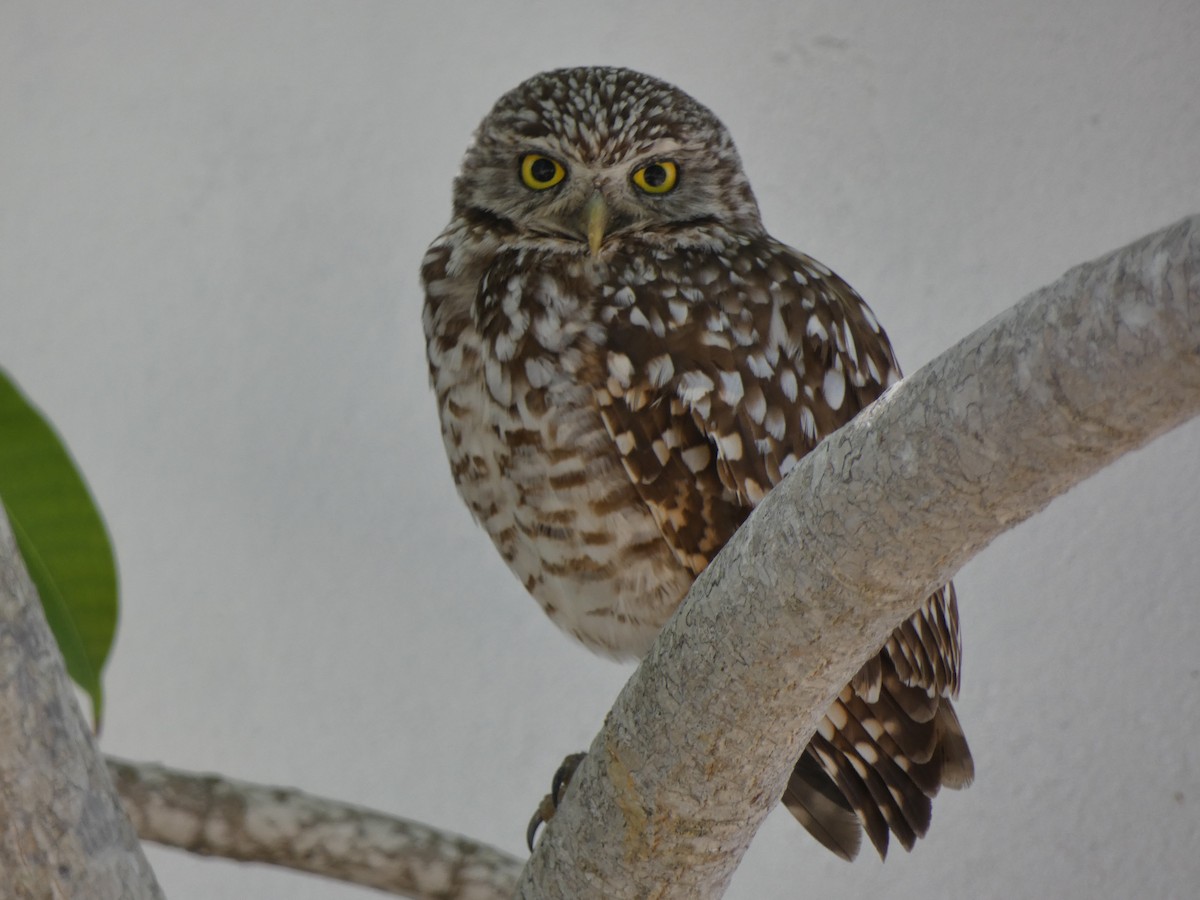Burrowing Owl - ML561713821