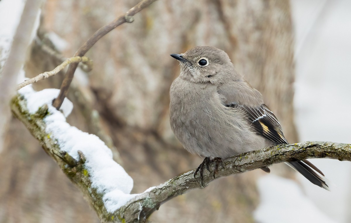 Townsend's Solitaire - ML561716961