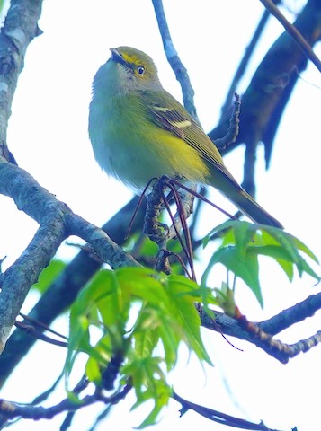 White-eyed Vireo - Kathleen Horn