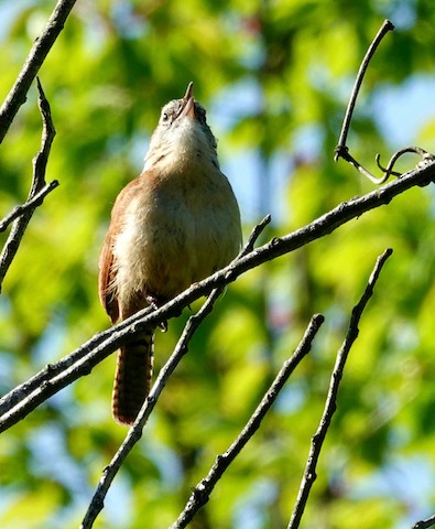 Carolina Wren (Northern) - Kathleen Horn