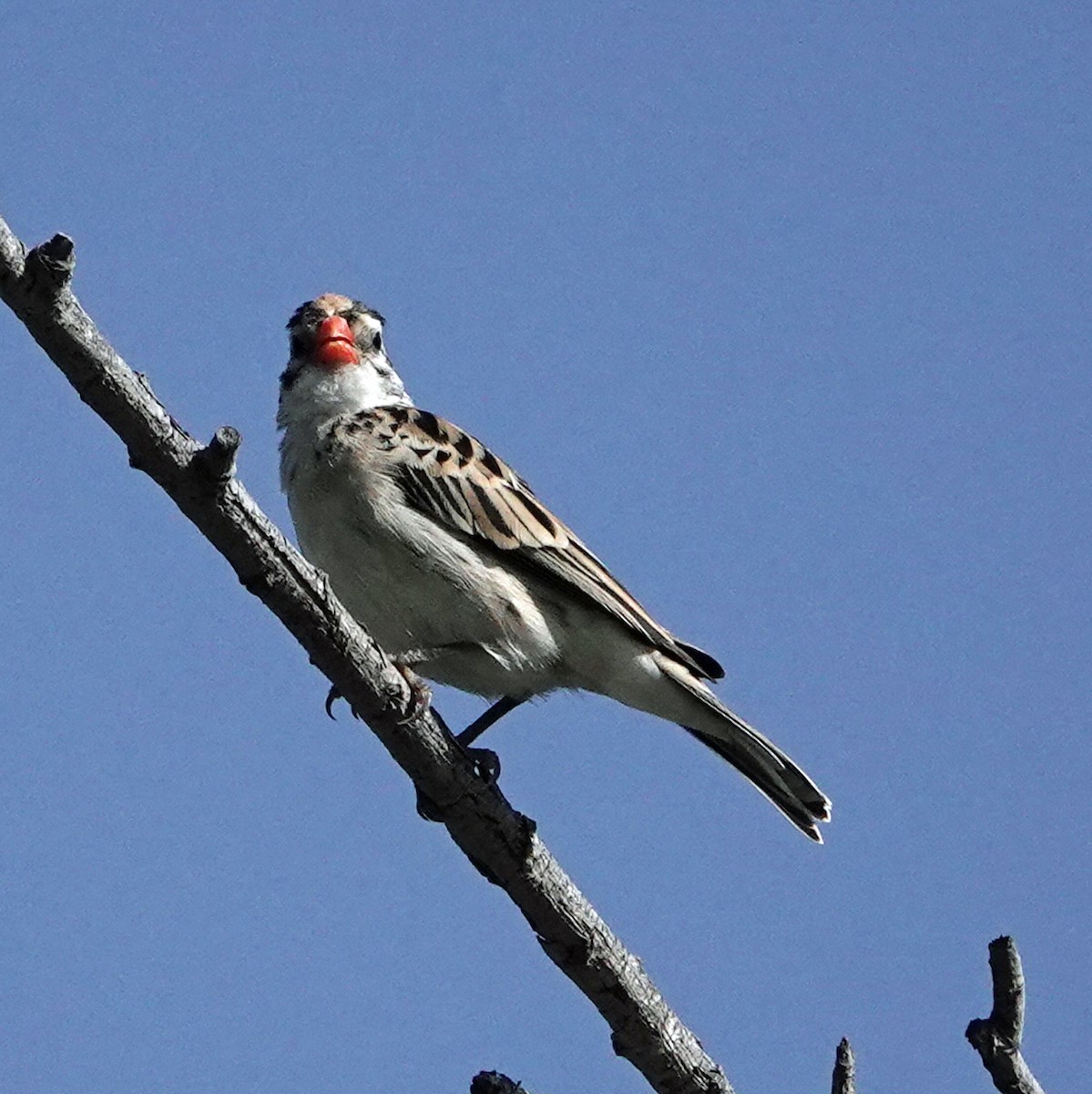 Pin-tailed Whydah - ML561719931