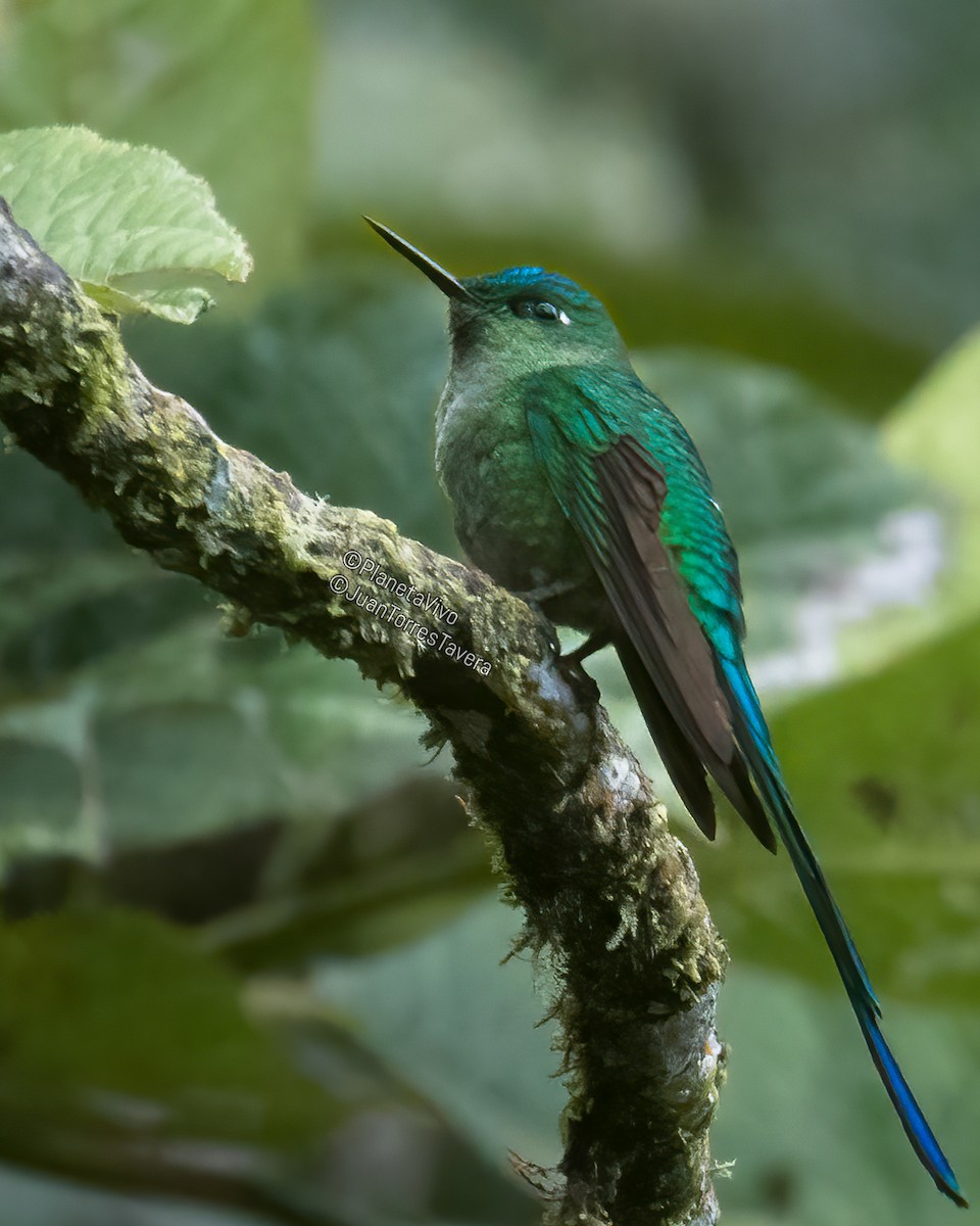 Long-tailed Sylph - ML561722371