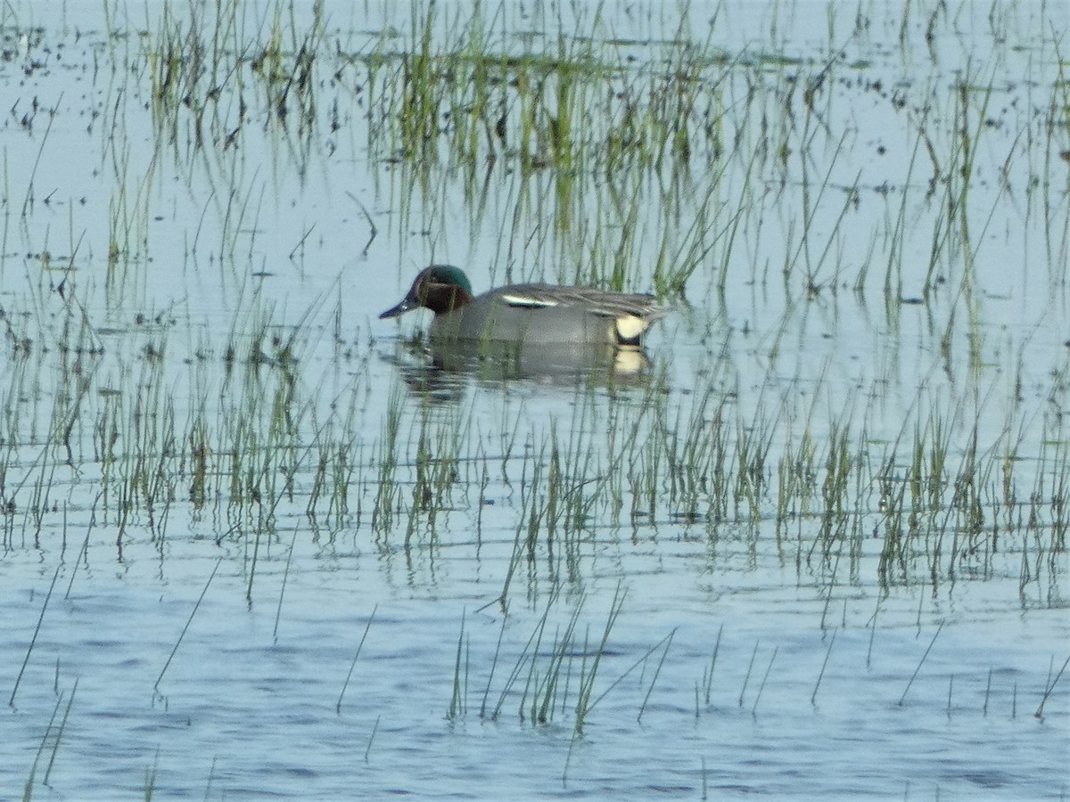 Green-winged Teal - ML561724271