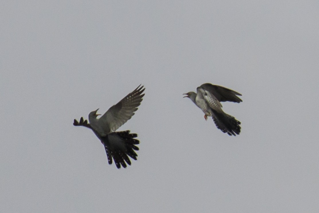 Common Cuckoo - ML561727191