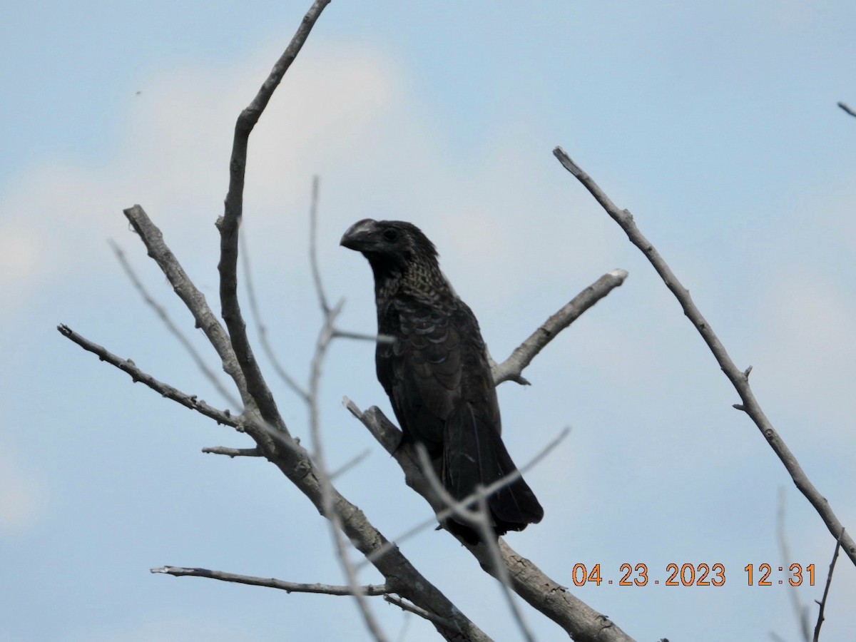eBird Checklist 23 Apr 2023 Atlantic Mill Road, Belle Glade
