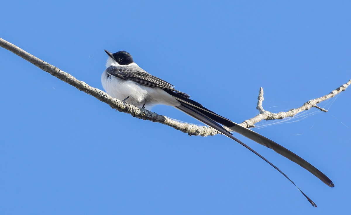 Fork-tailed Flycatcher - ML561729401