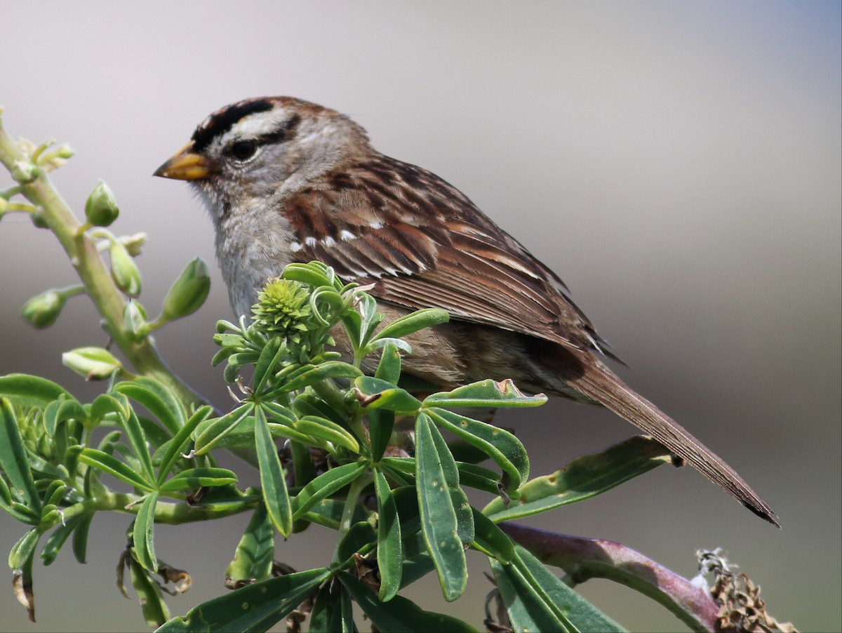 White-crowned Sparrow (nuttalli) - ML56173281