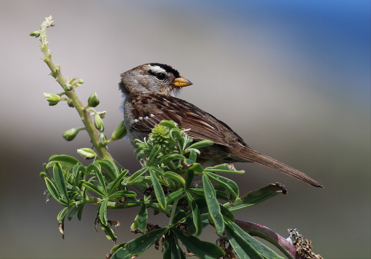 White-crowned Sparrow (nuttalli) - Paul Fenwick