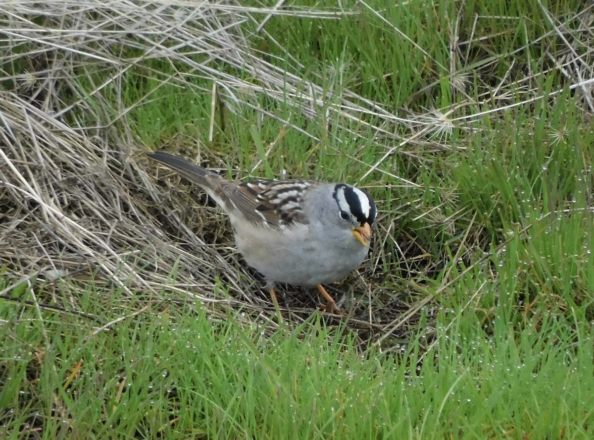White-crowned Sparrow - ML561735141
