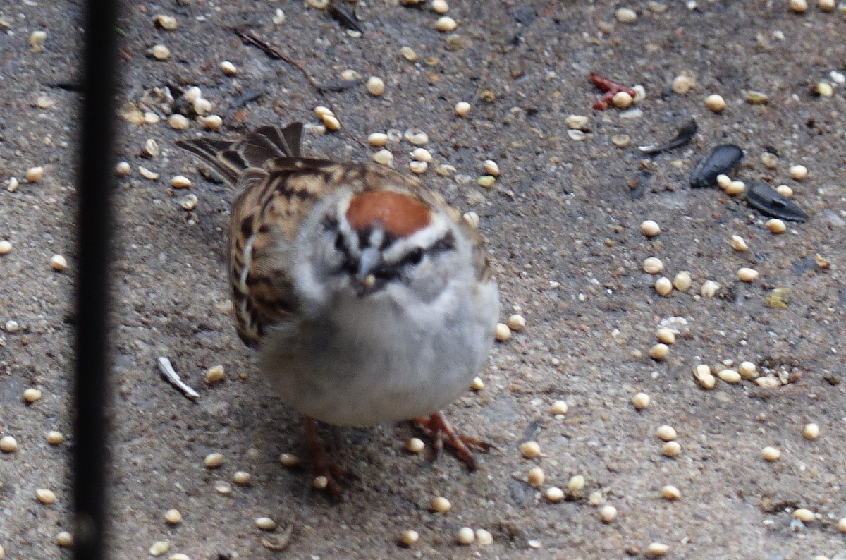Chipping Sparrow - ML561735231