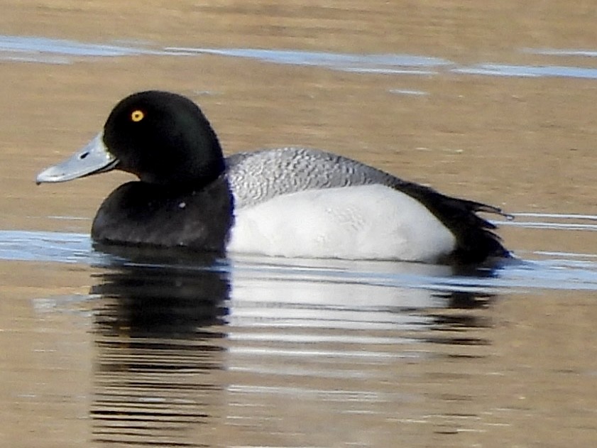 Greater Scaup - ML561735311