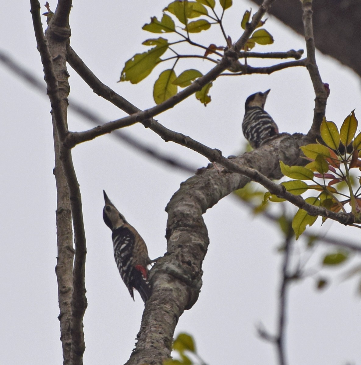 Fulvous-breasted Woodpecker - John Bruin