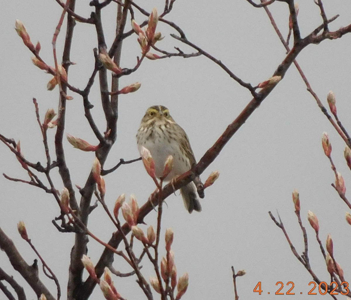 Savannah Sparrow - ML561736491