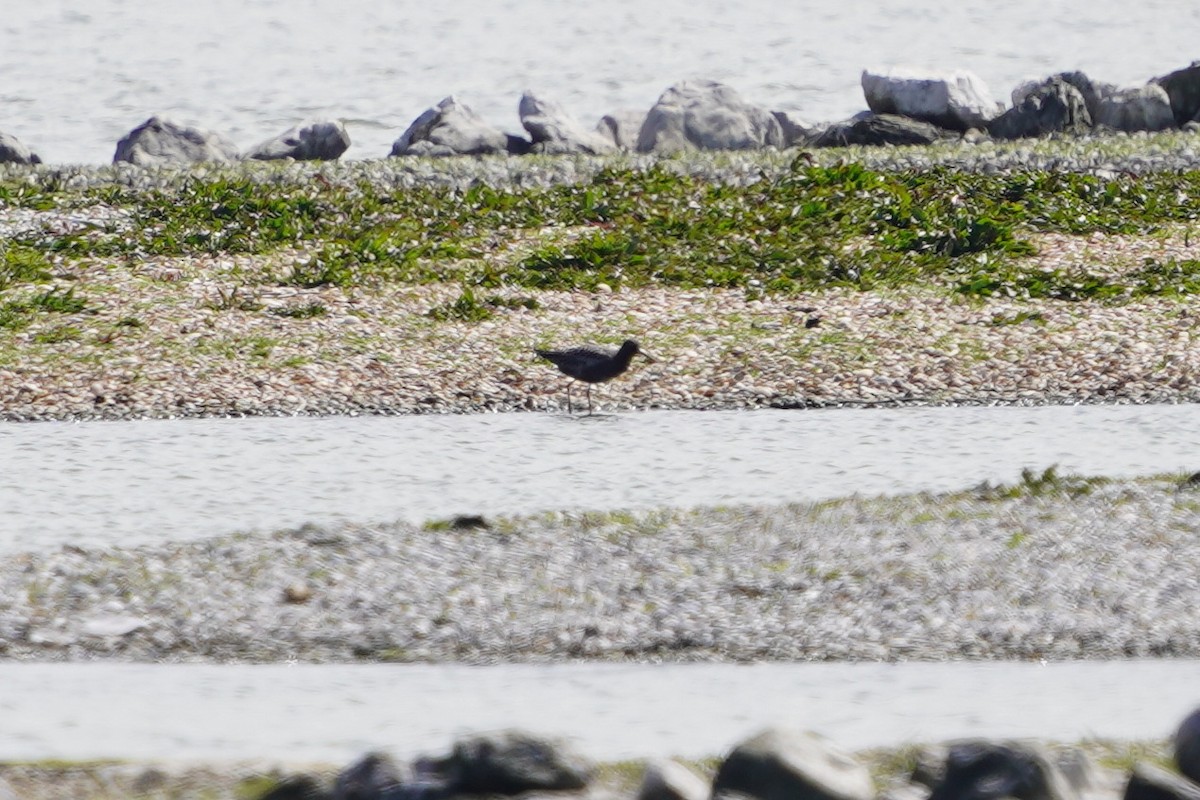 Spotted Redshank - ML561742301