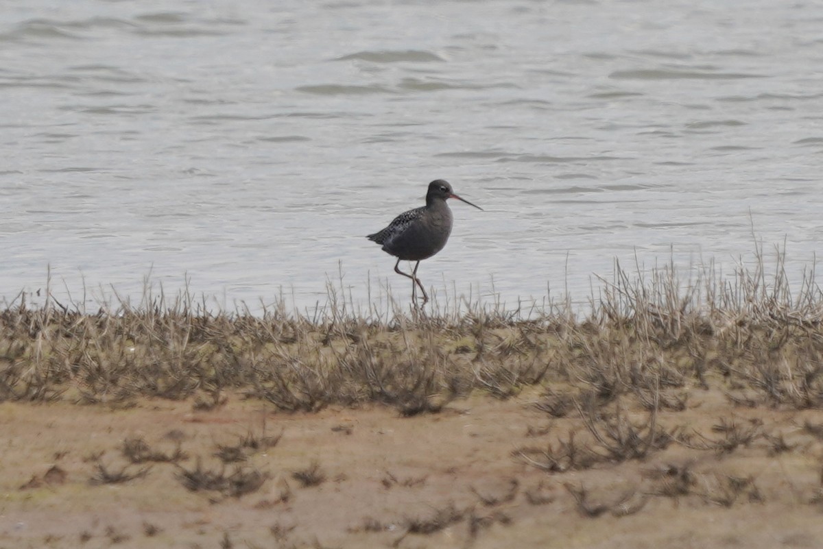 Spotted Redshank - ML561742311