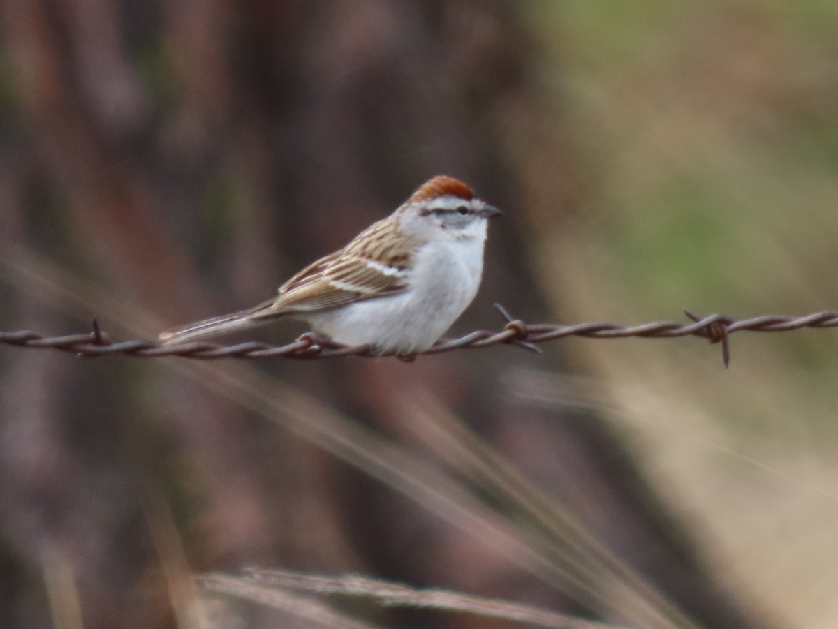 Chipping Sparrow - ML561742941