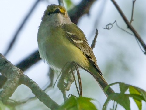 White-eyed Vireo - Roger Horn