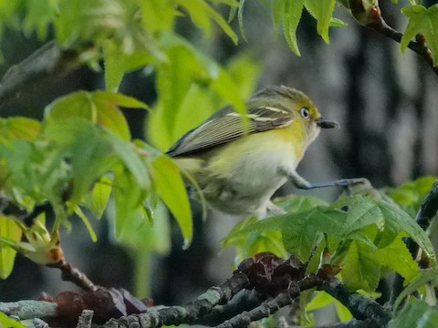 White-eyed Vireo - Roger Horn