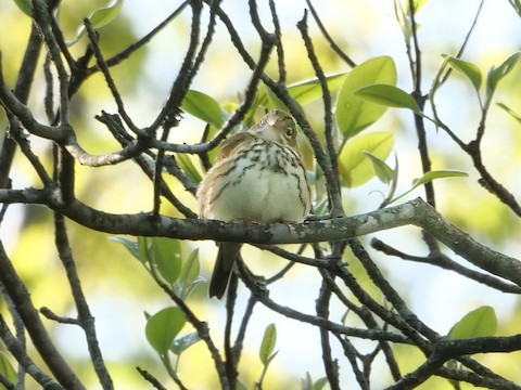 Ovenbird - Roger Horn