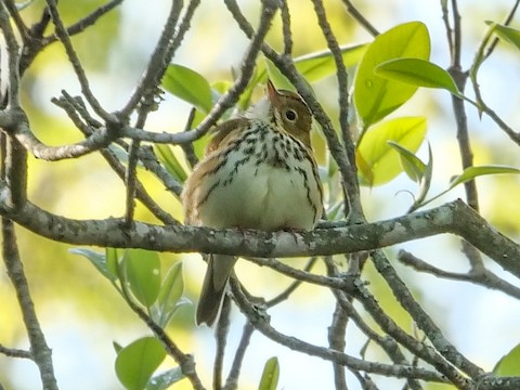 Ovenbird - Roger Horn
