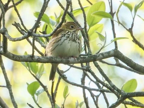 Ovenbird - Roger Horn