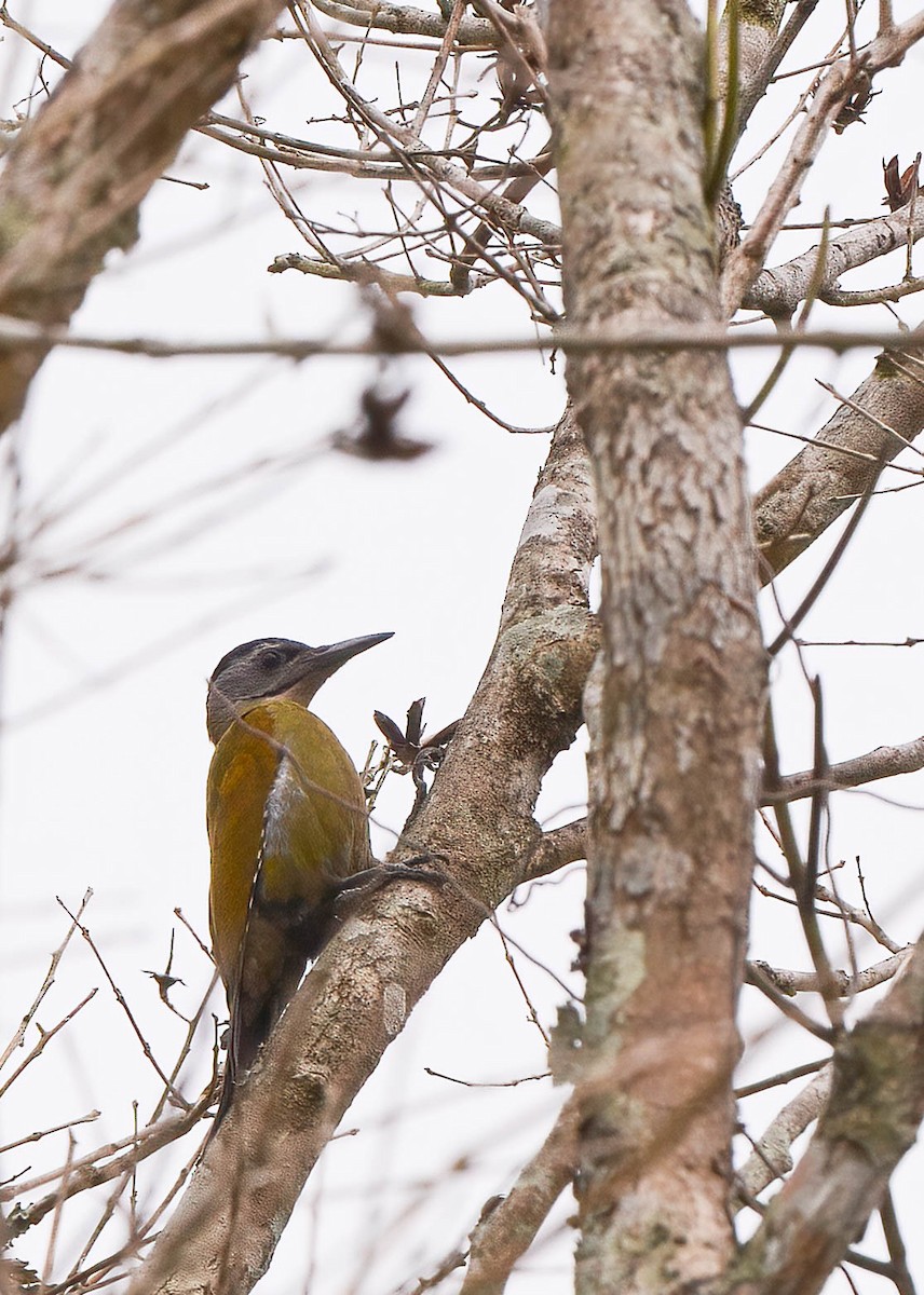 Gray-headed Woodpecker - ML561744331