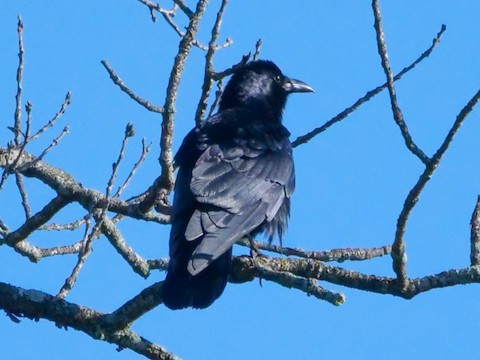 Fish Crow - Roger Horn
