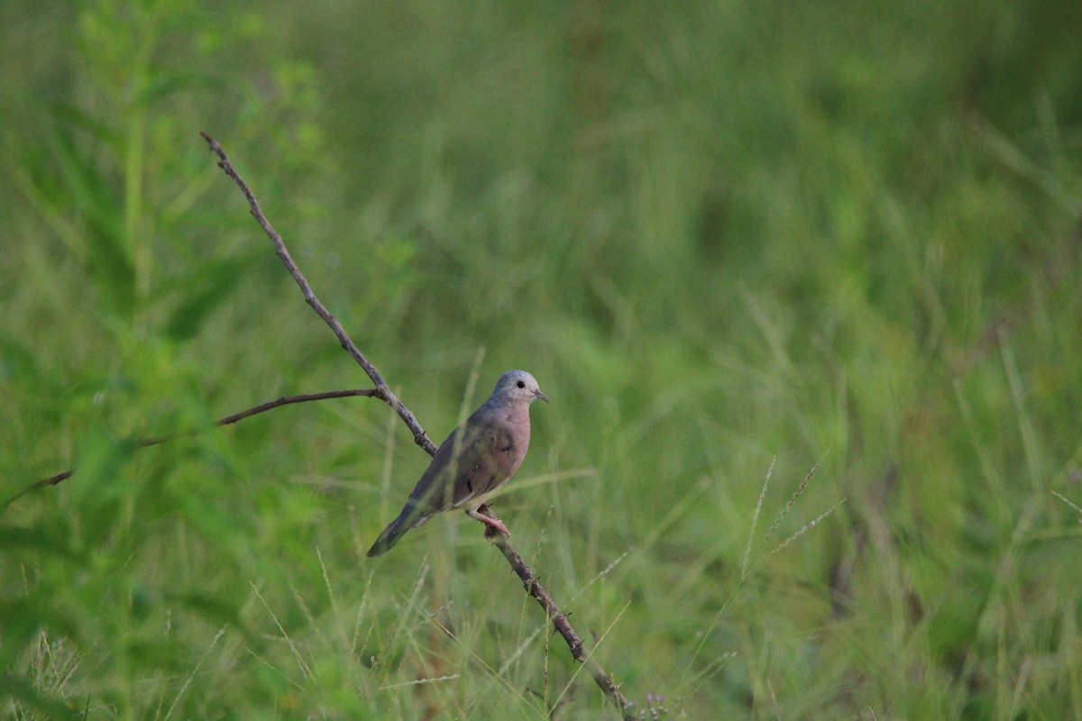 Plain-breasted Ground Dove - ML56174851