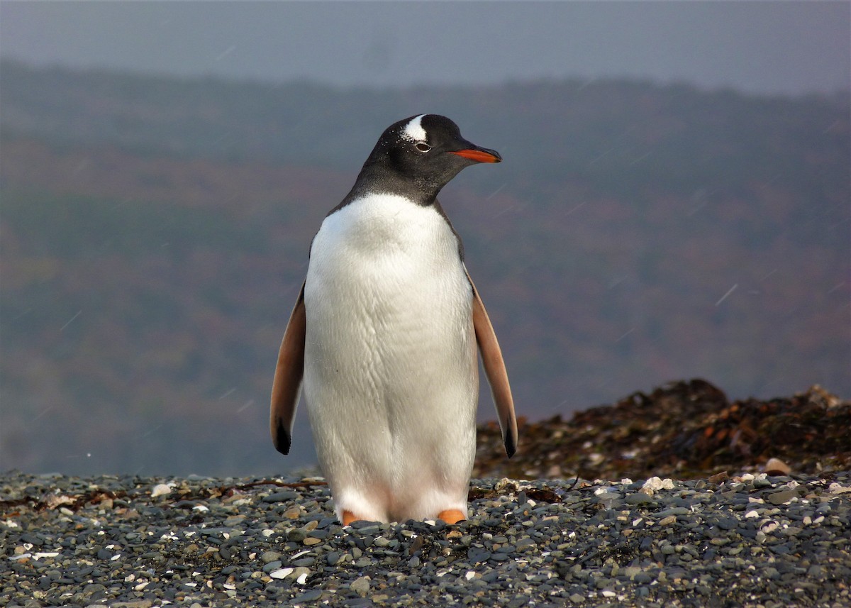 Gentoo Penguin - Carlos Otávio Gussoni