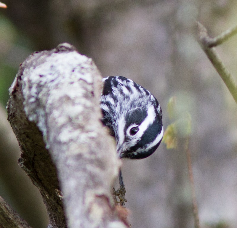 Black-and-white Warbler - Jason Forbes