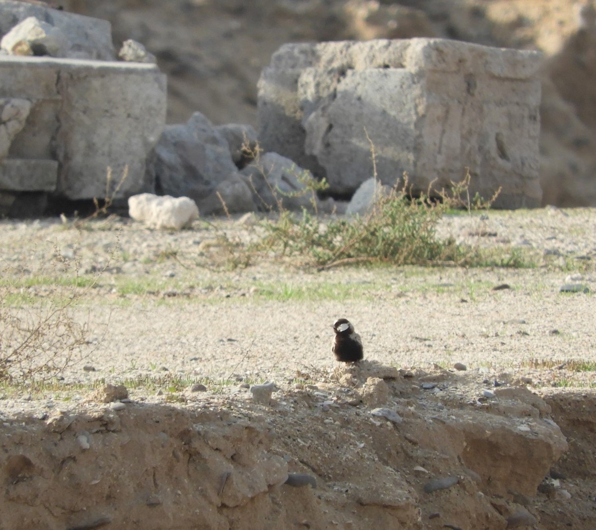 Black-crowned Sparrow-Lark - Hamid Jabbari