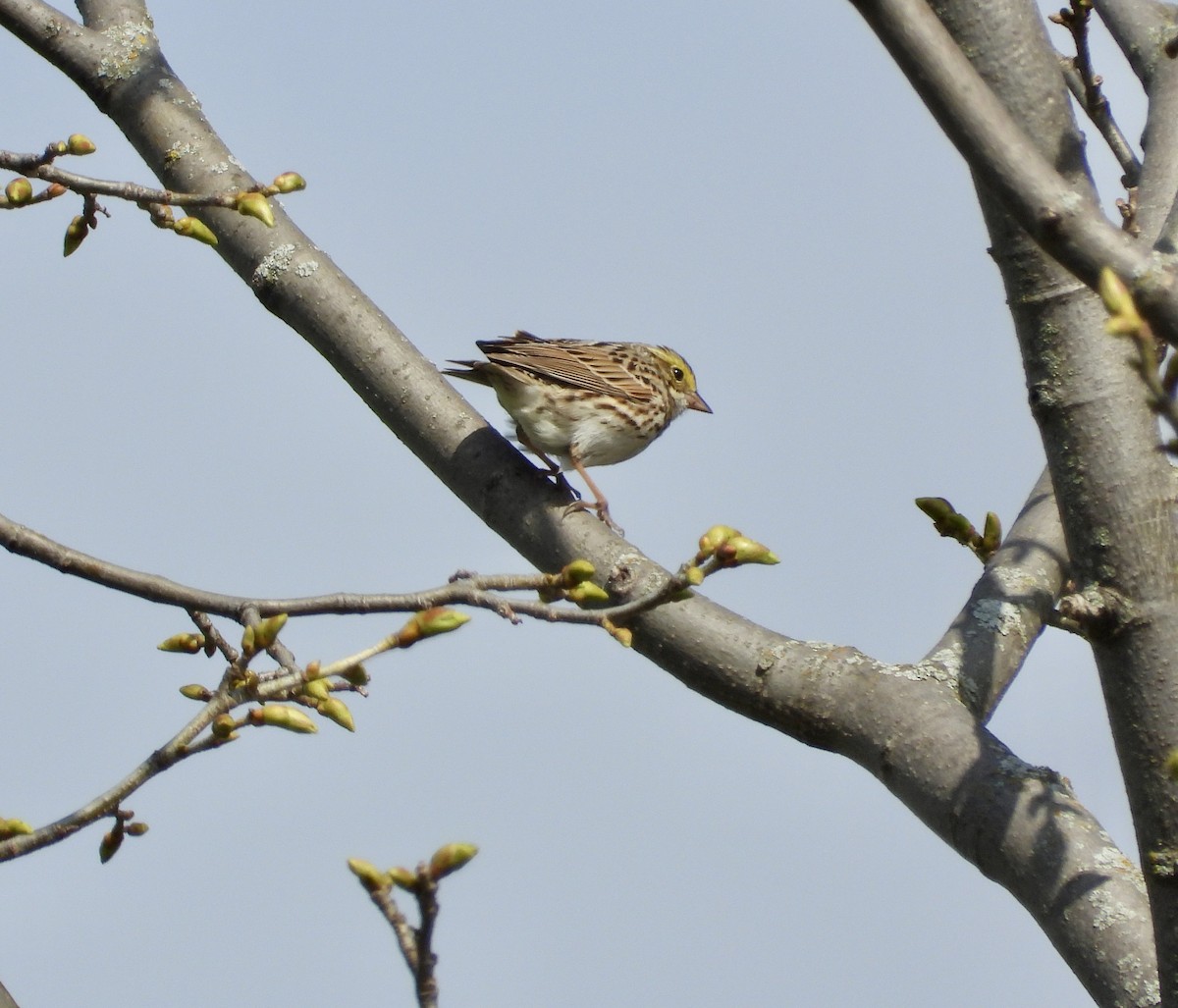 Savannah Sparrow - ML561751711