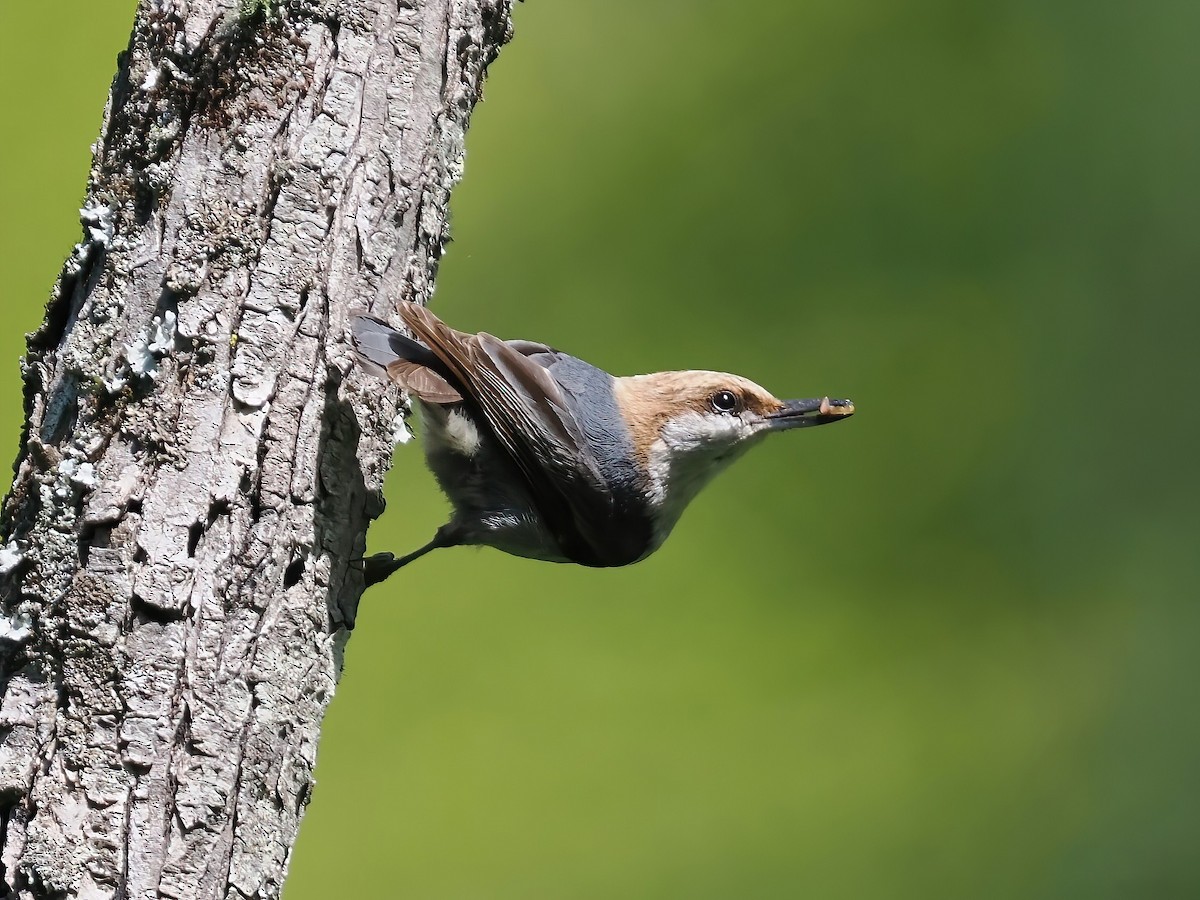 Brown-headed Nuthatch - ML561760511