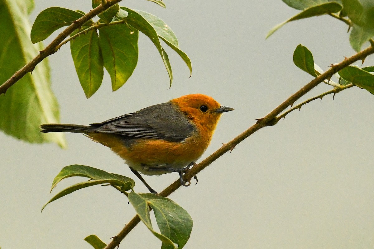 Rufous-chested Tanager - ML561760621