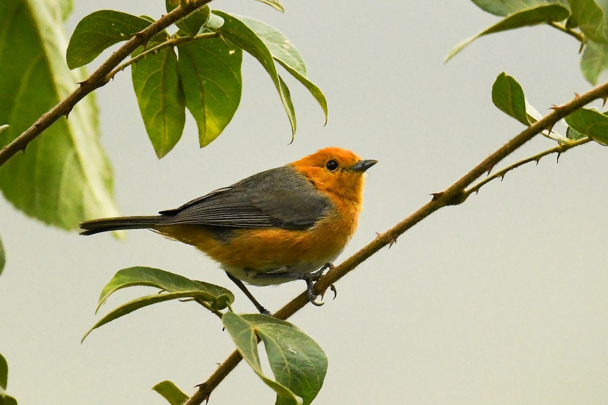 Rufous-chested Tanager - ML561760641