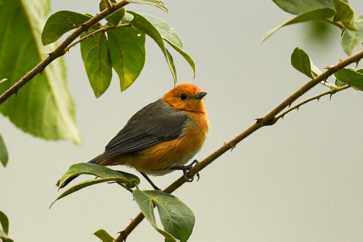 Rufous-chested Tanager - ML561760891