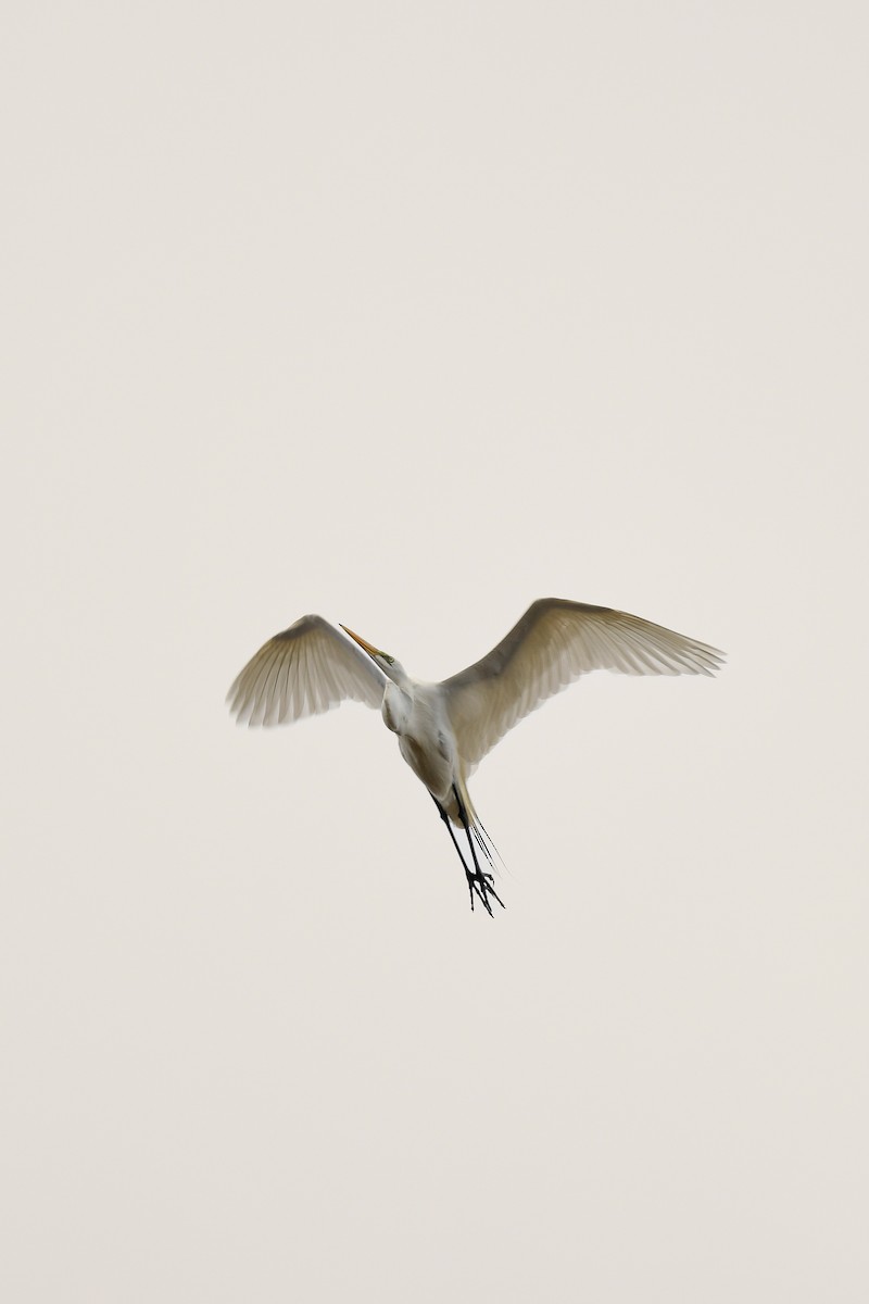 Snowy Egret - Carly Rodgers